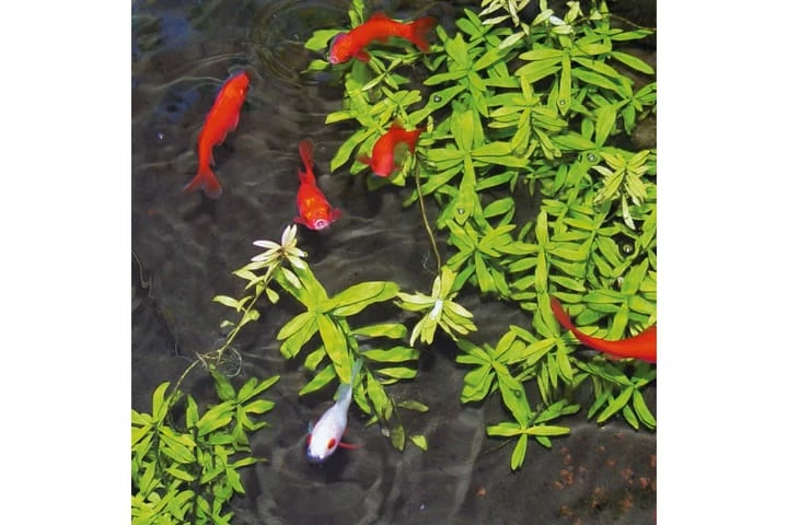 Ubbink Algemiddel For Damvann Aqua Oxy 500 Ml - Bilde 5